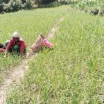 रैथाने बाली बारीमै बिक्री